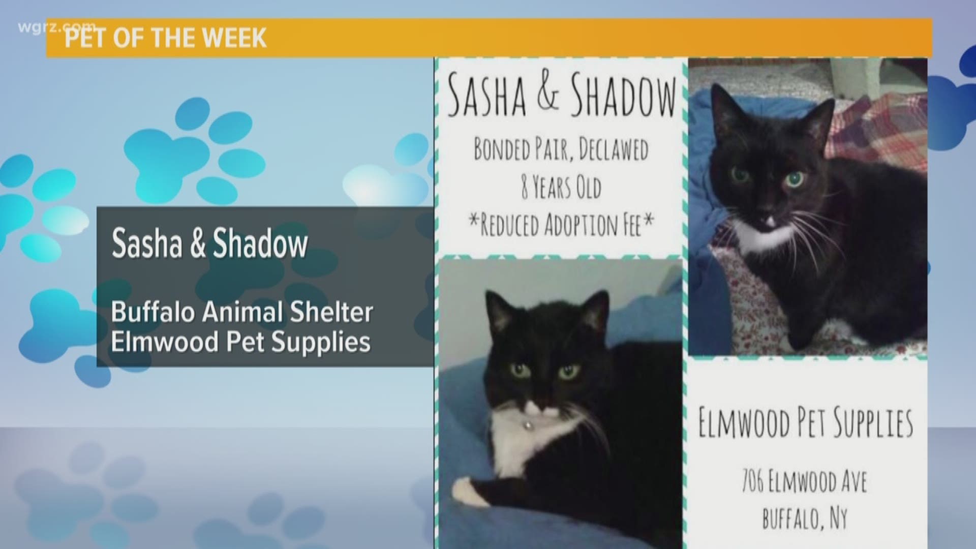 Sasha and Shadow are a bonded pair who stopped by Daybreak to find their furrever home!