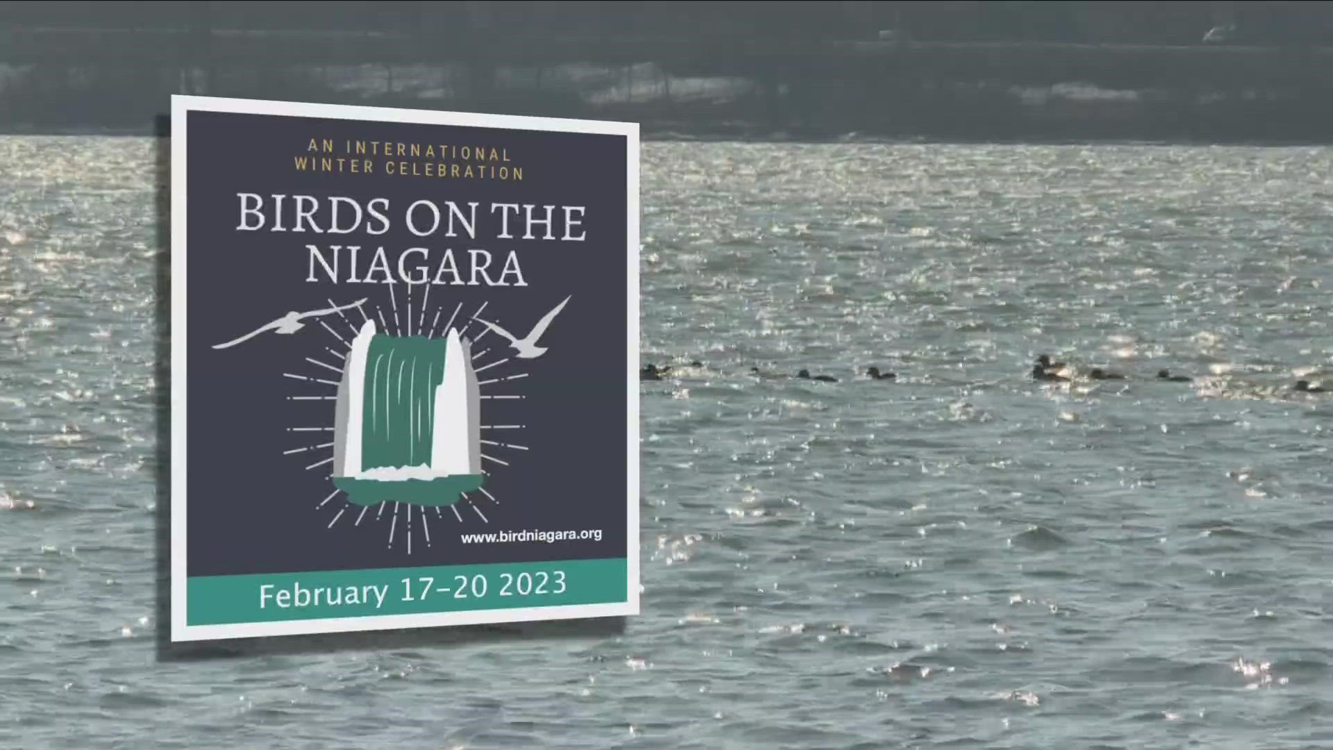 2 the Outdoors: 'Birds on the Niagara' festival this weekend