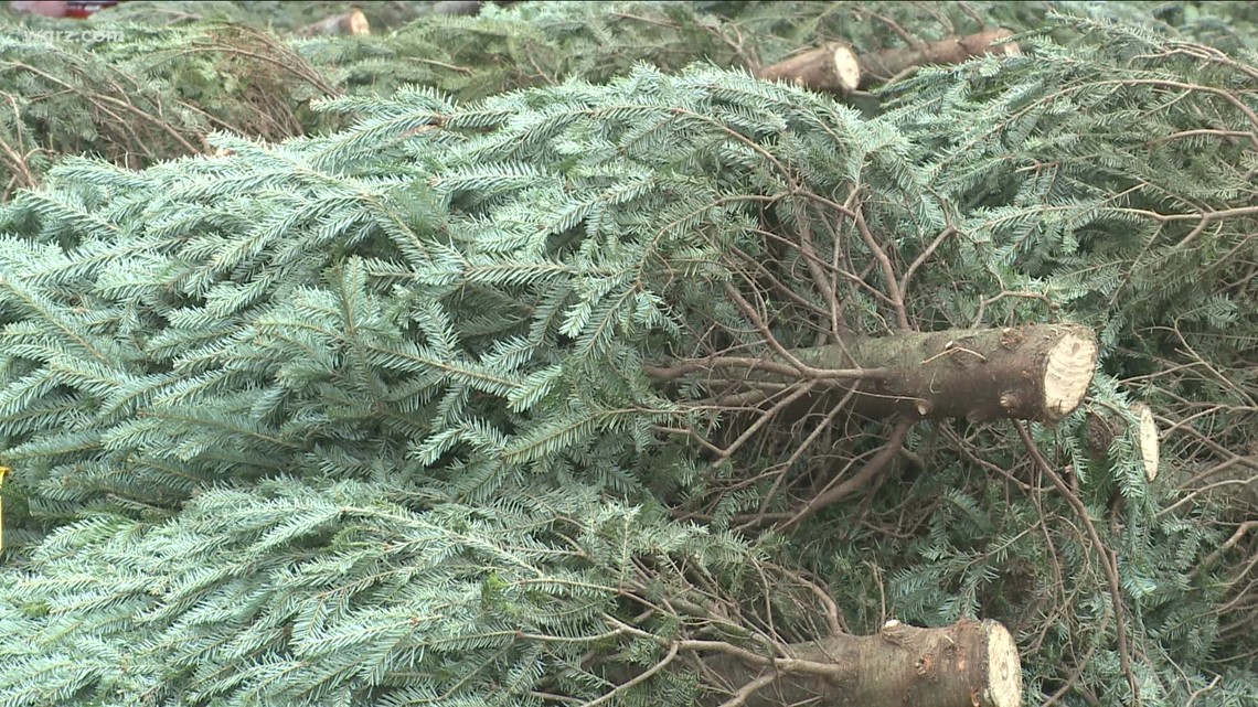 Shoppers start searching for Christmas trees across WNY - Vimarsana News