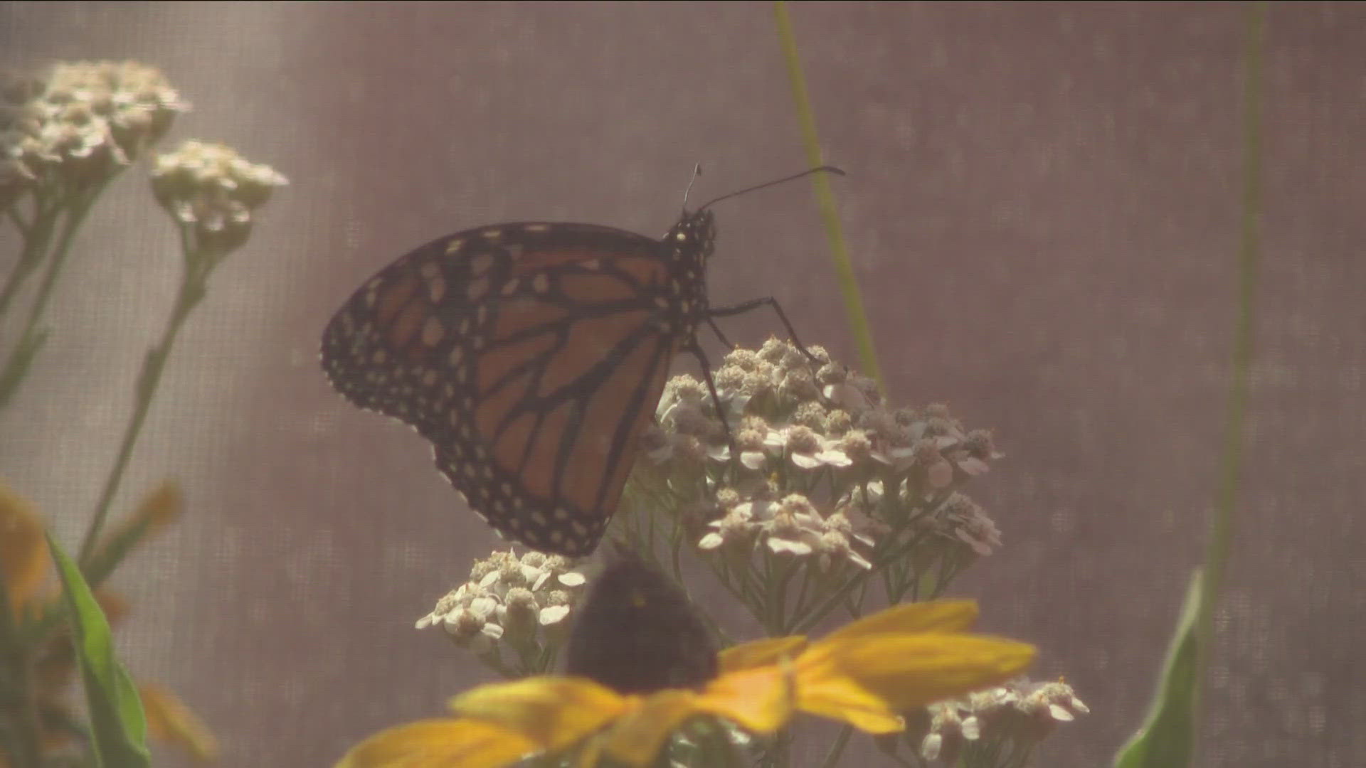 Eastern Monarch Butterfly Farm raises nearly 1,500 monarchs every year, and they are released across Western New York.