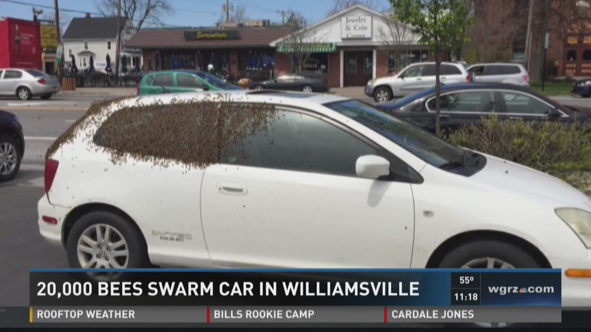 20,000 Bees Swarm Car In Williamsville