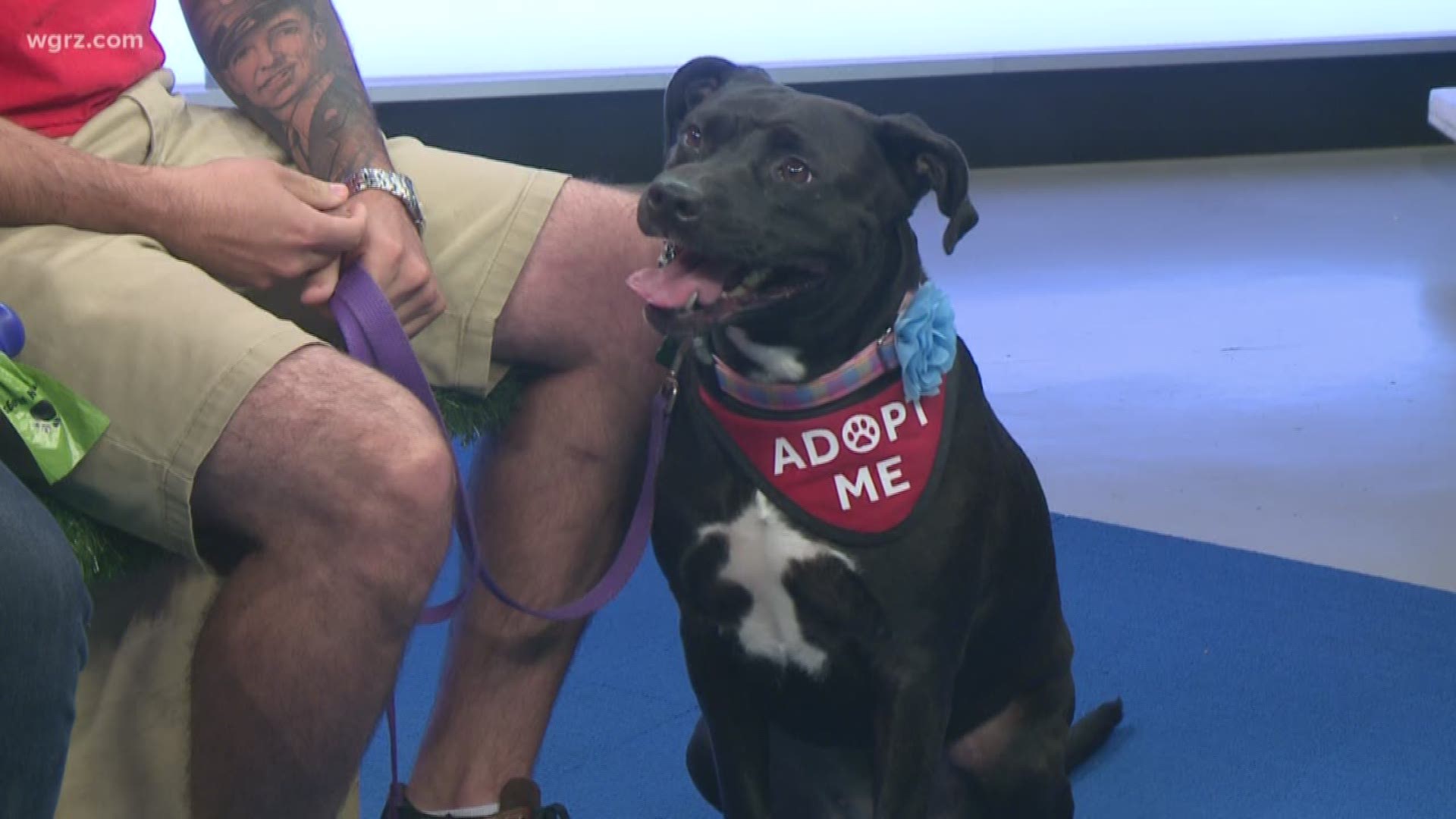 Deedee is a 4-year-old Pit Bull Terrior mix with Buffalo Cares. She is very sweet and calm and is in need of a good home.
