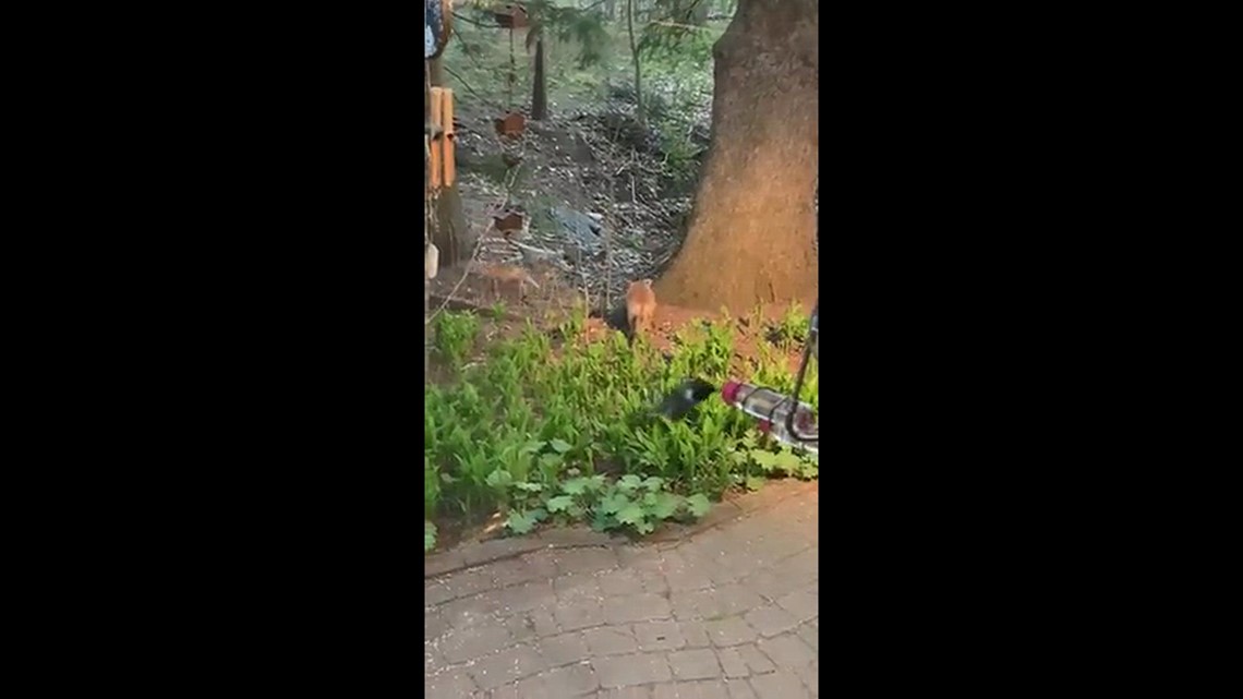 Hummingbird Photo Bombing Fox Video
