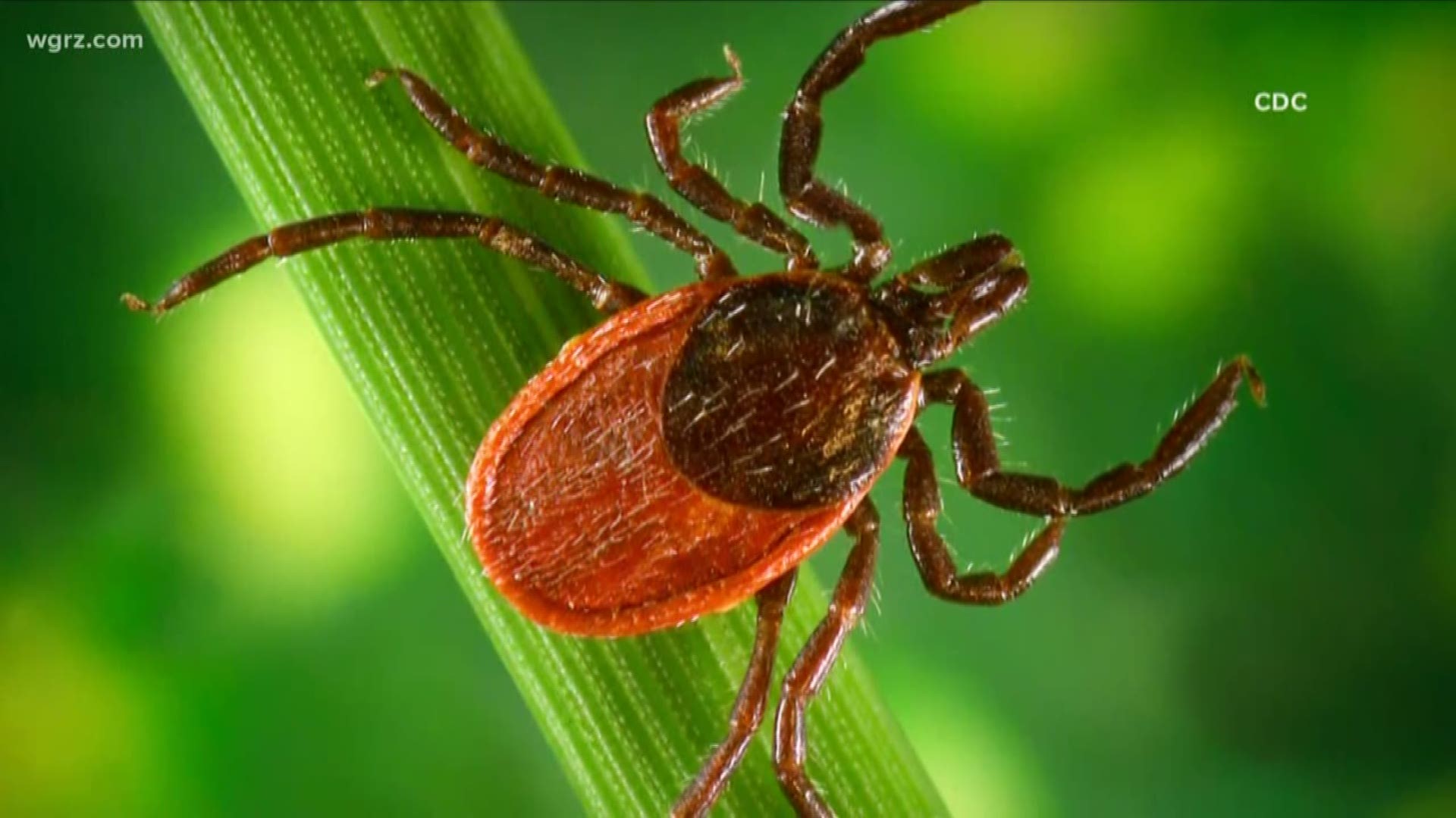 Longhorned Tick Found In New York State