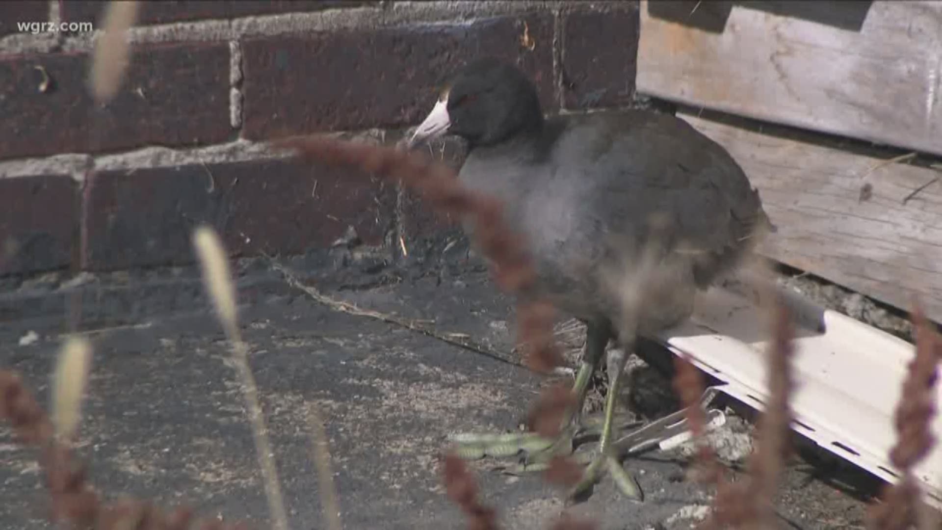 Rescued rare 'Coot' bird passes away