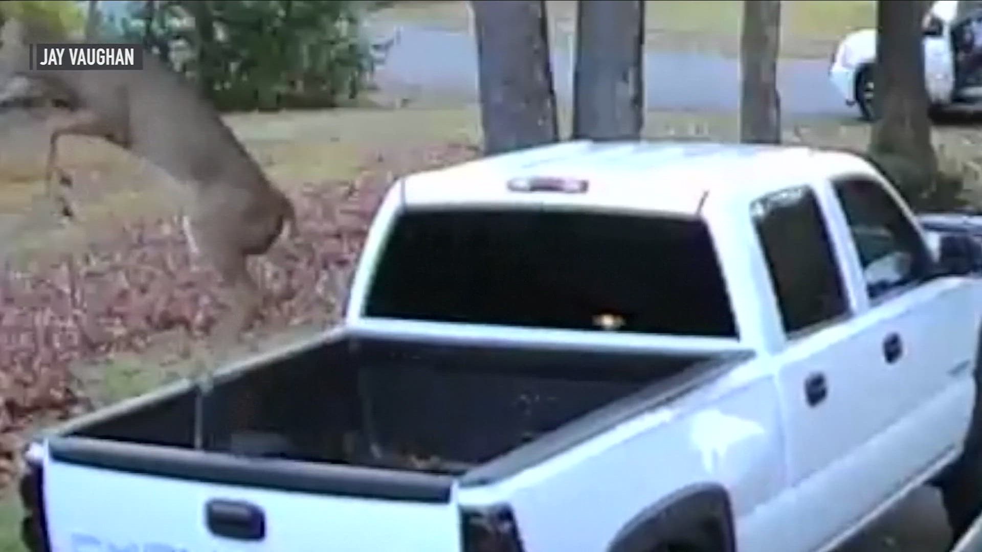 Deer hurdles over a car, has crash-landing into a pickup truck