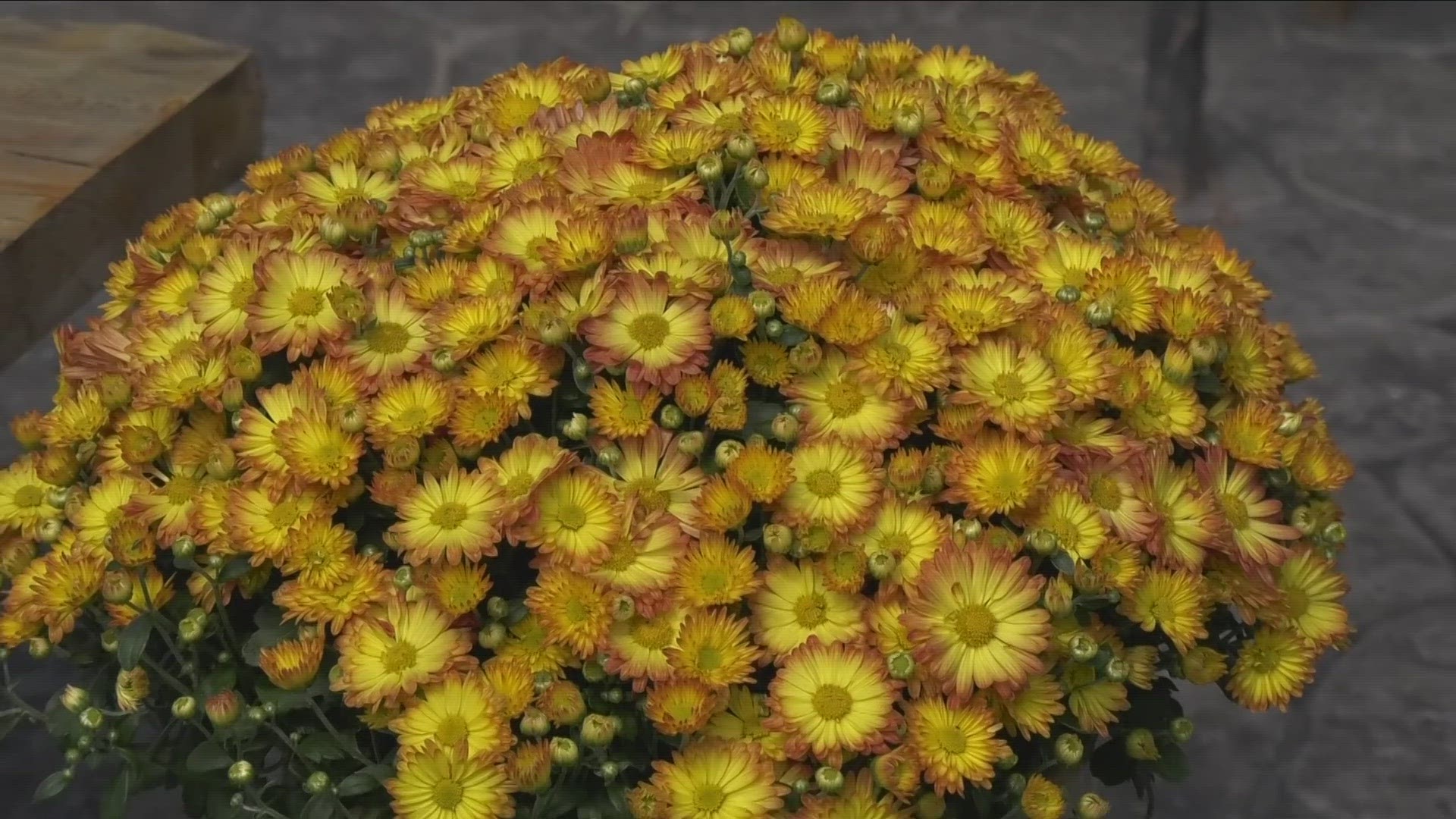 Now is the season for mums.