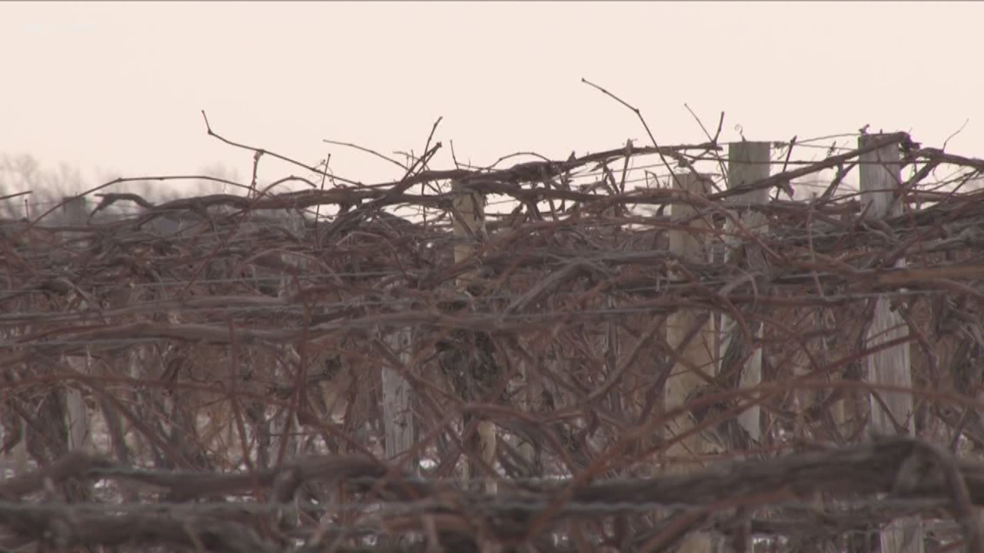 Up and down temperatures can cause damage on vines