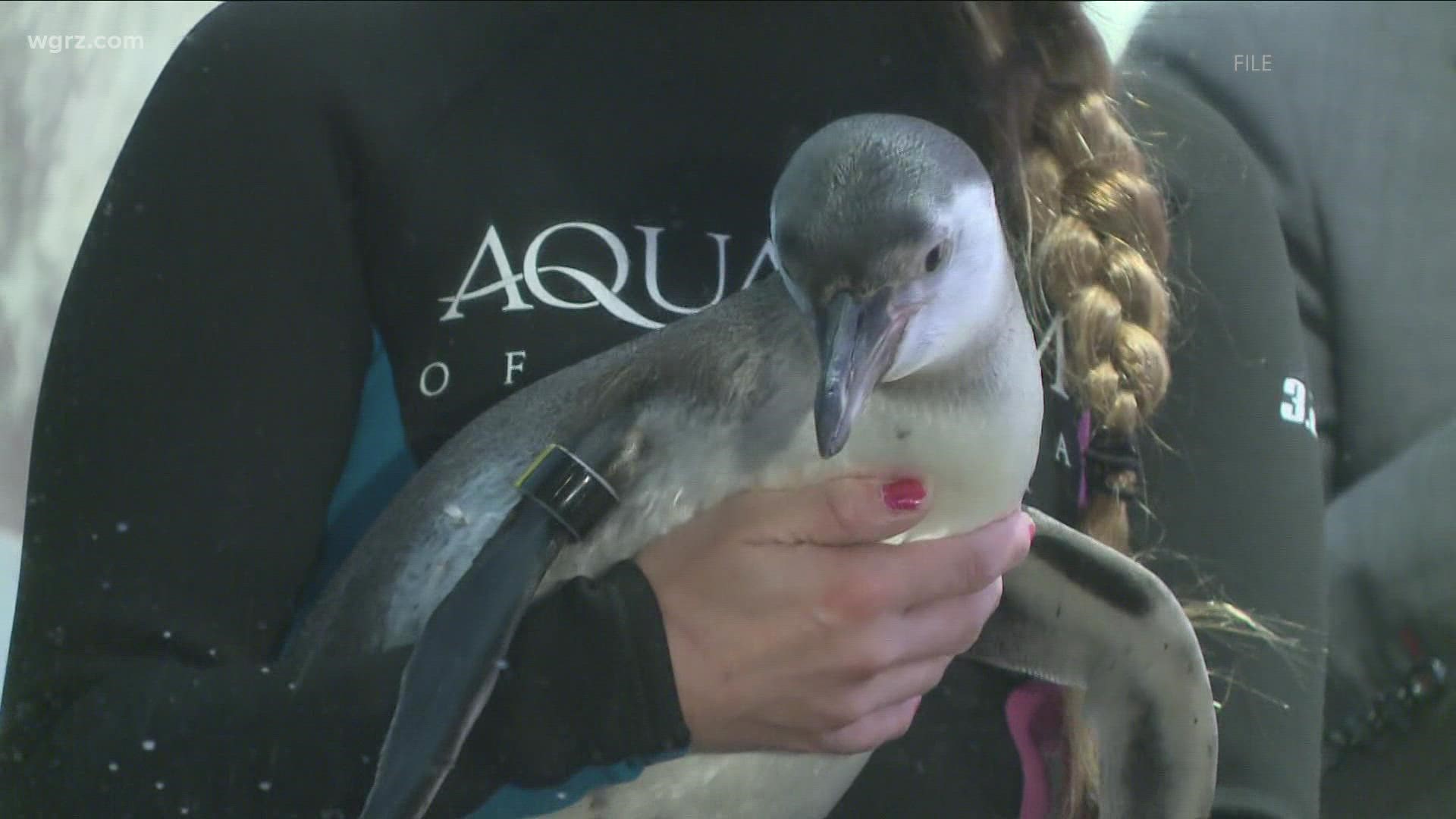 Penguin encounters at Aquarium of Niagara suspended for now