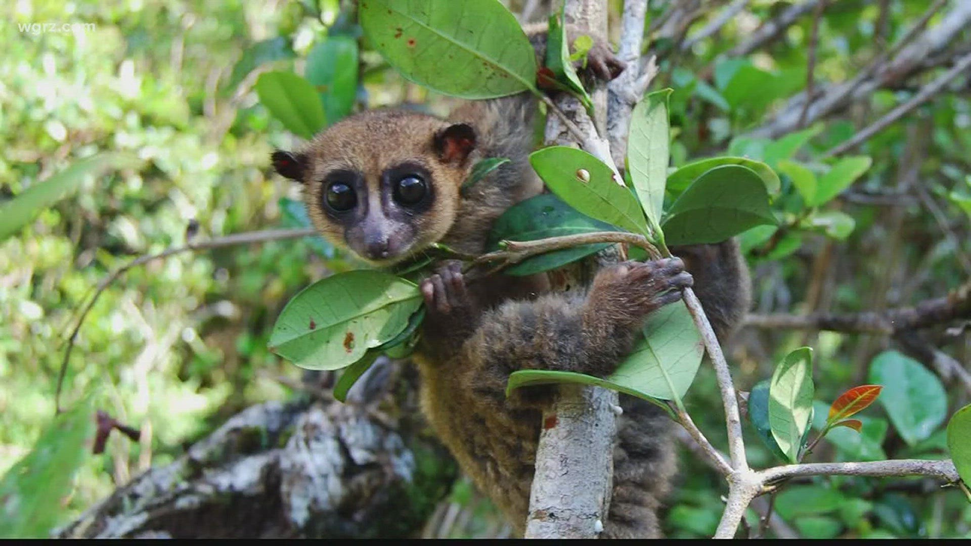 A SUNY Polytechnic professor was one of the researchers who helped discover the Groves' dwarf lemur.