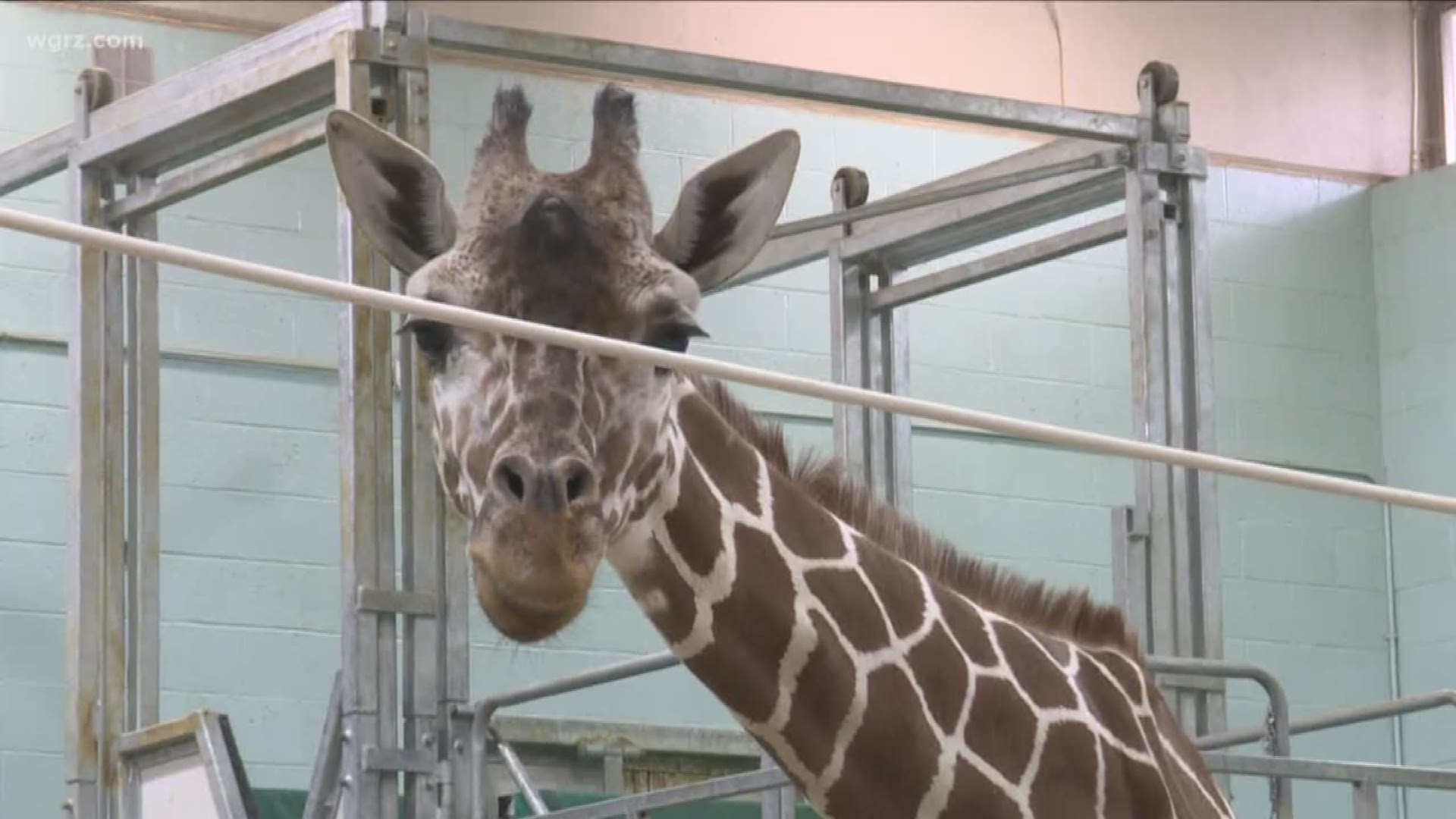 Agnes has lived at the zoo all her life- and has helped to increase the giraffe population.