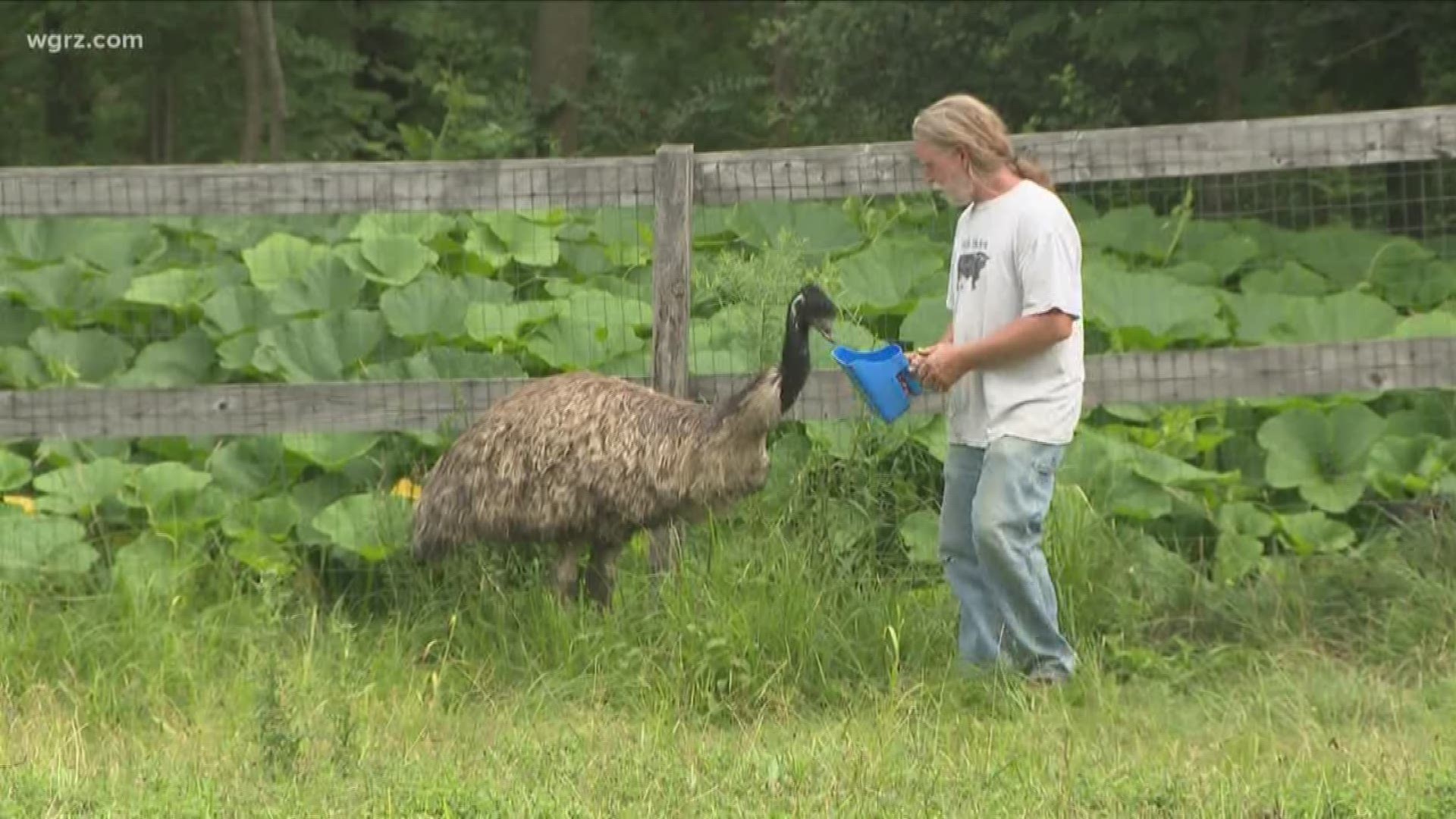 Escaped Southtowns EMU Found After Search