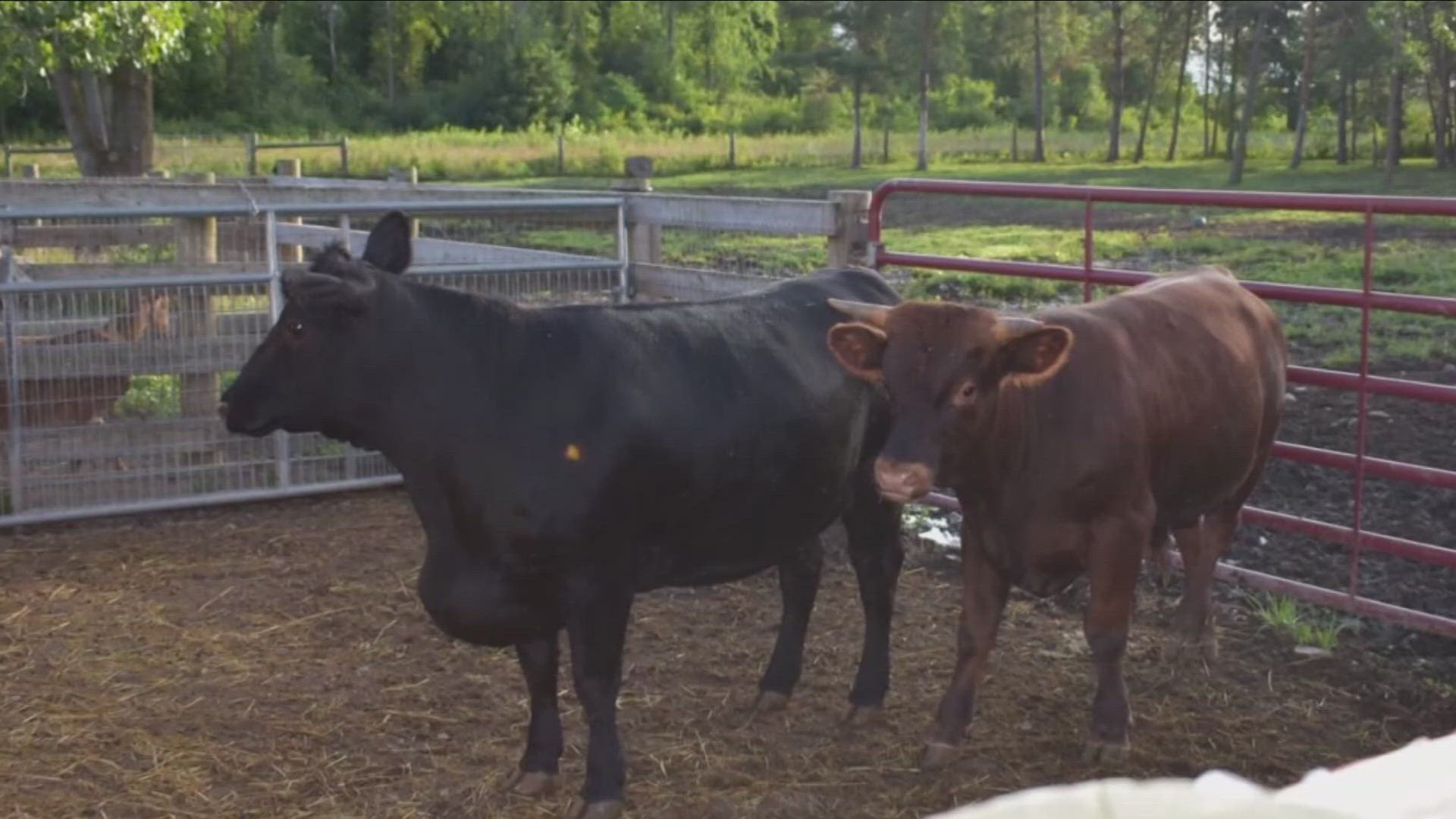 Owner of Asha's Farm Sanctuary in Newfane, back in court today joined by a group of lawyers and support to continue the legal saga now spanning two years