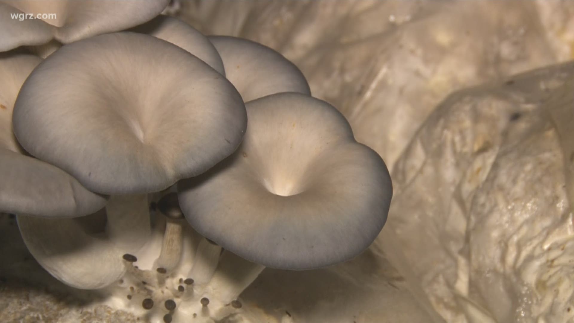 Flat 12 Mushrooms Growing Fresh Produce Year Round Wgrz Com