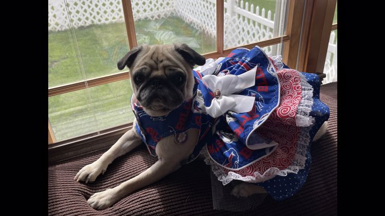 PHOTOS: Bills Mafia dogs