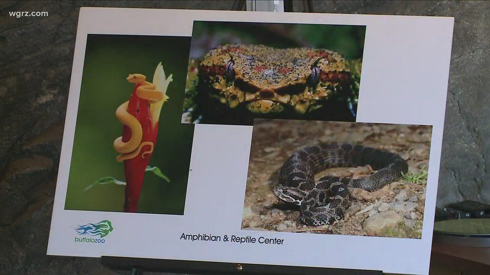 Buffalo Zoo Begins Reptile Exhibit Renovation