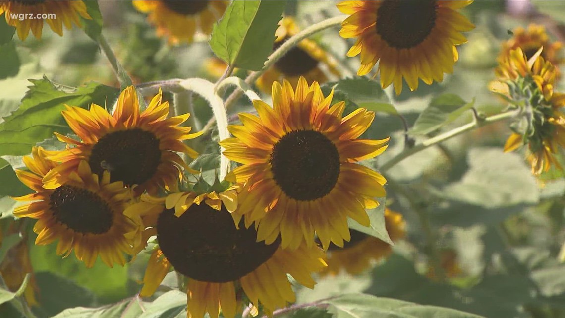 Sunflowers of Sanborn opening