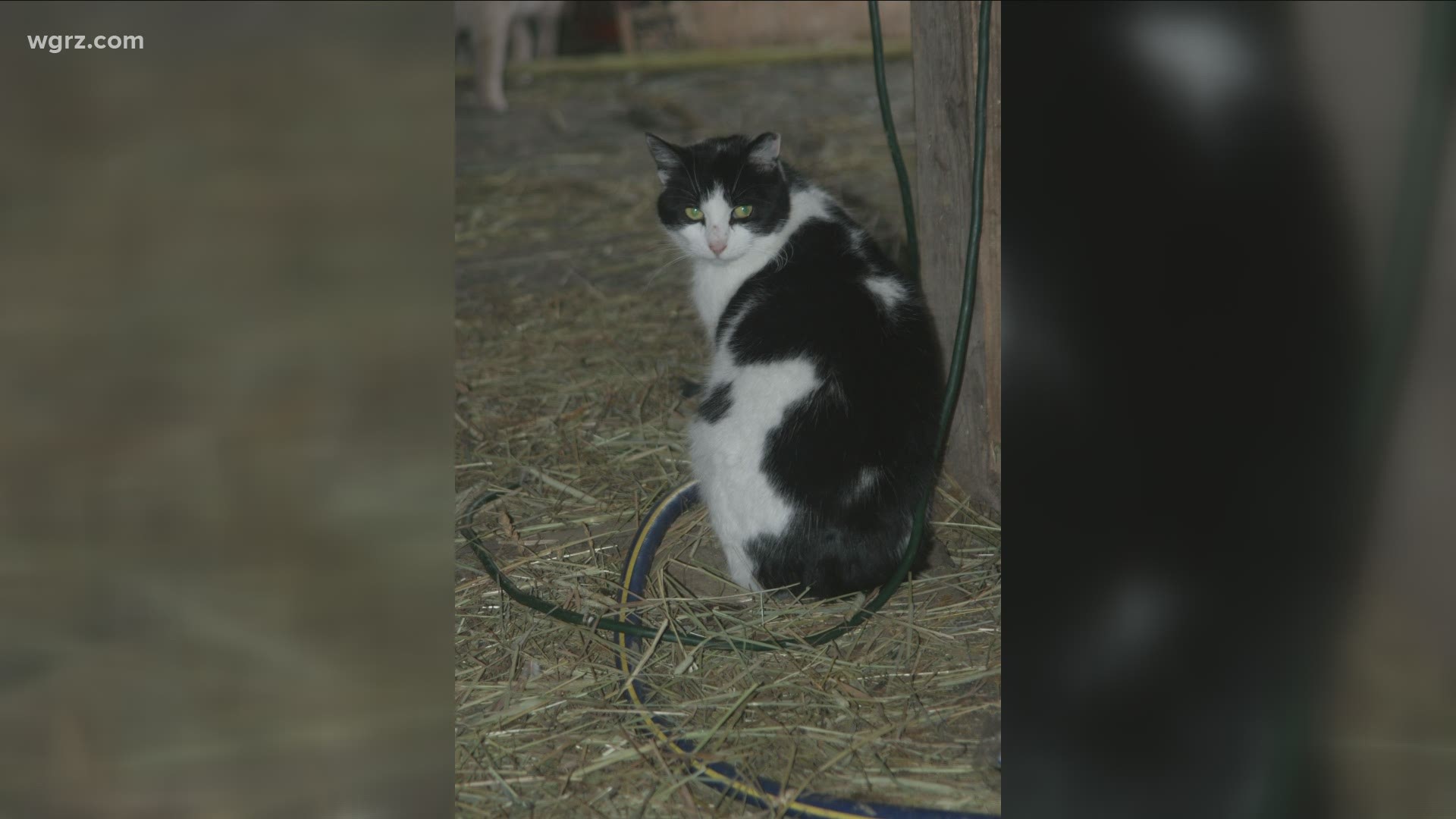 Feral Cat Focus' Blue Collar Working Cat Program has placed thousands of cats at 600 locations in WNY since it started 10 years ago.