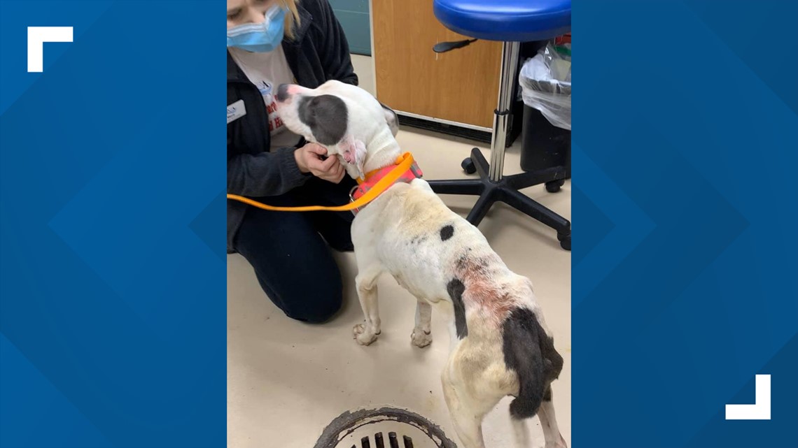 Niagara County SPCA caring for wounded, emaciated dog | wgrz.com