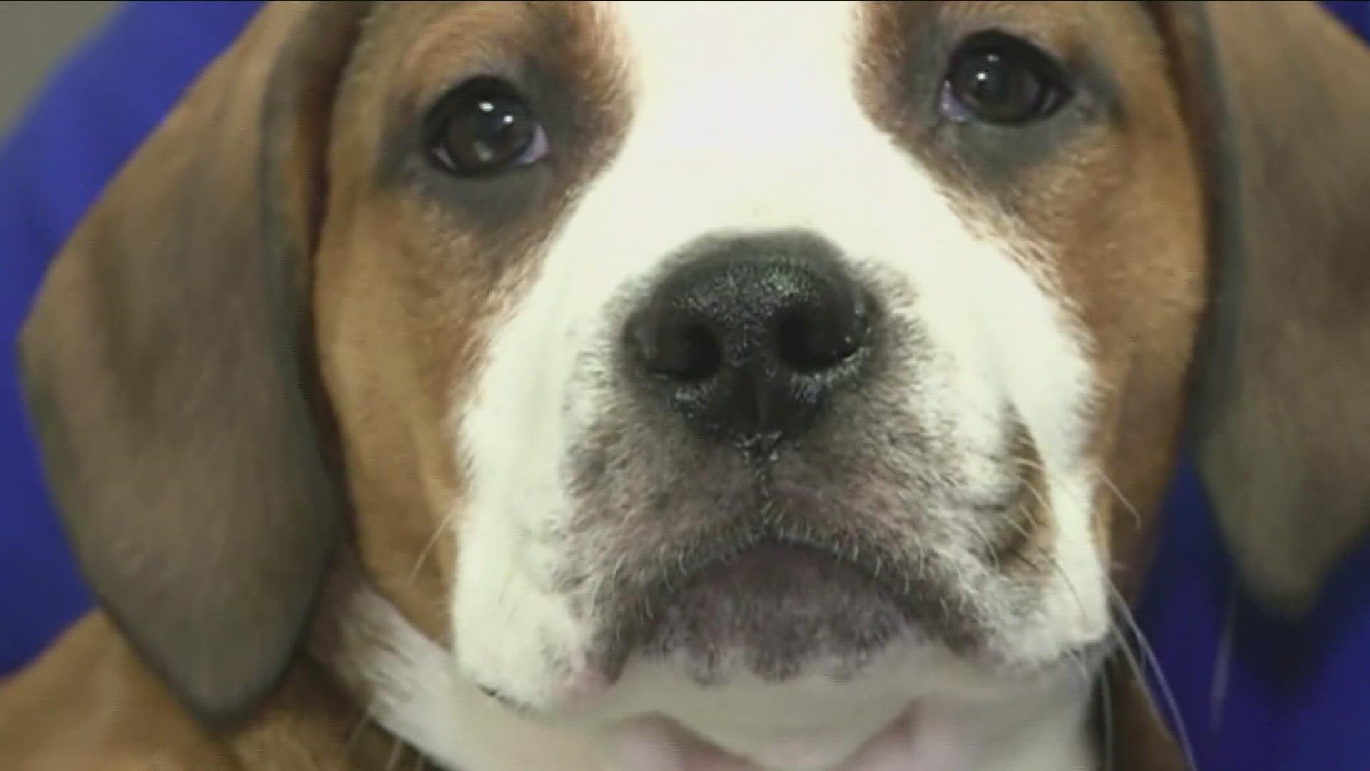 Governor Hochul signs legislation to ban sale of dogs, cats, rabbits at