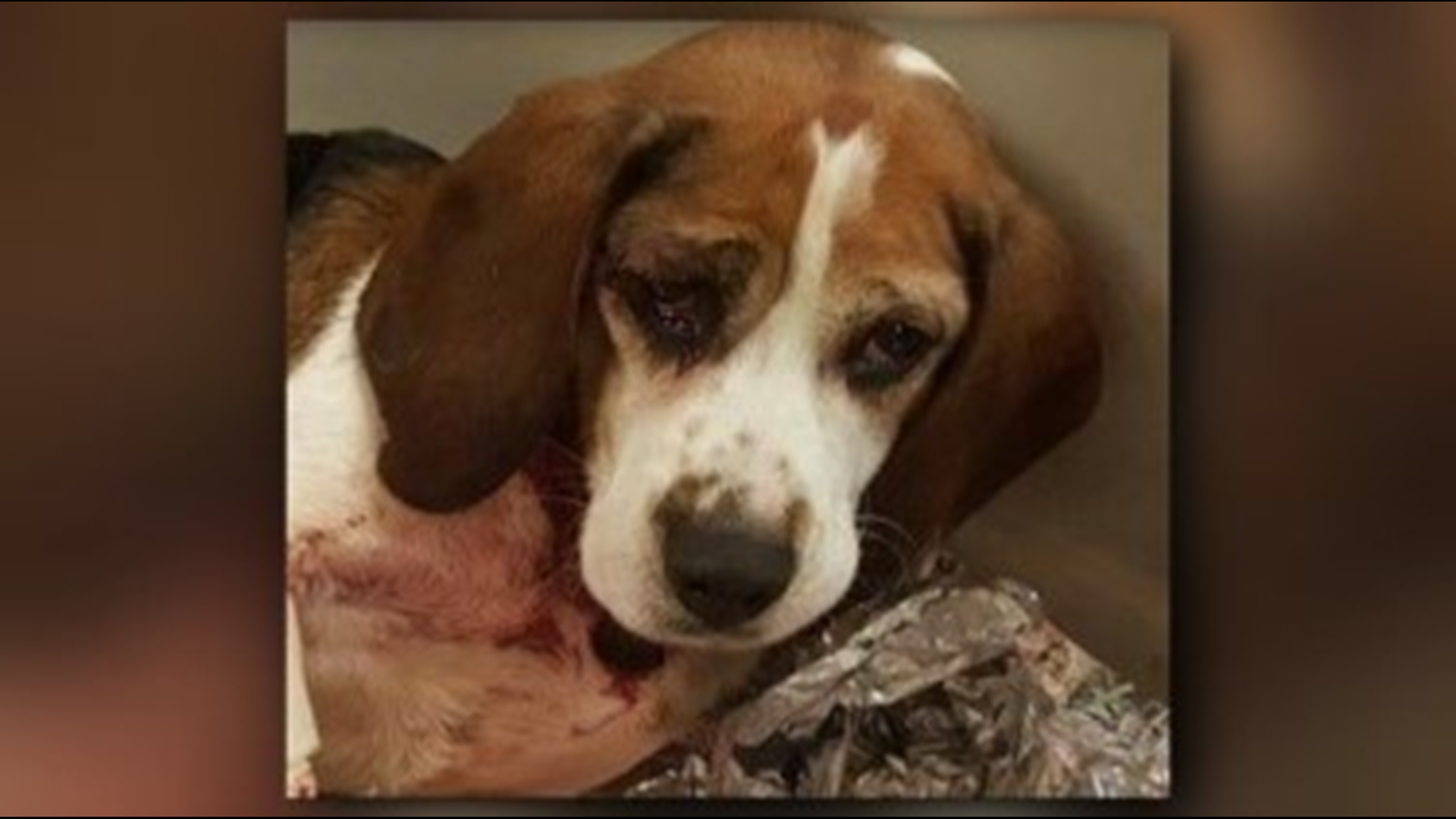 State Police looking for the people who threw two dogs out of moving ...