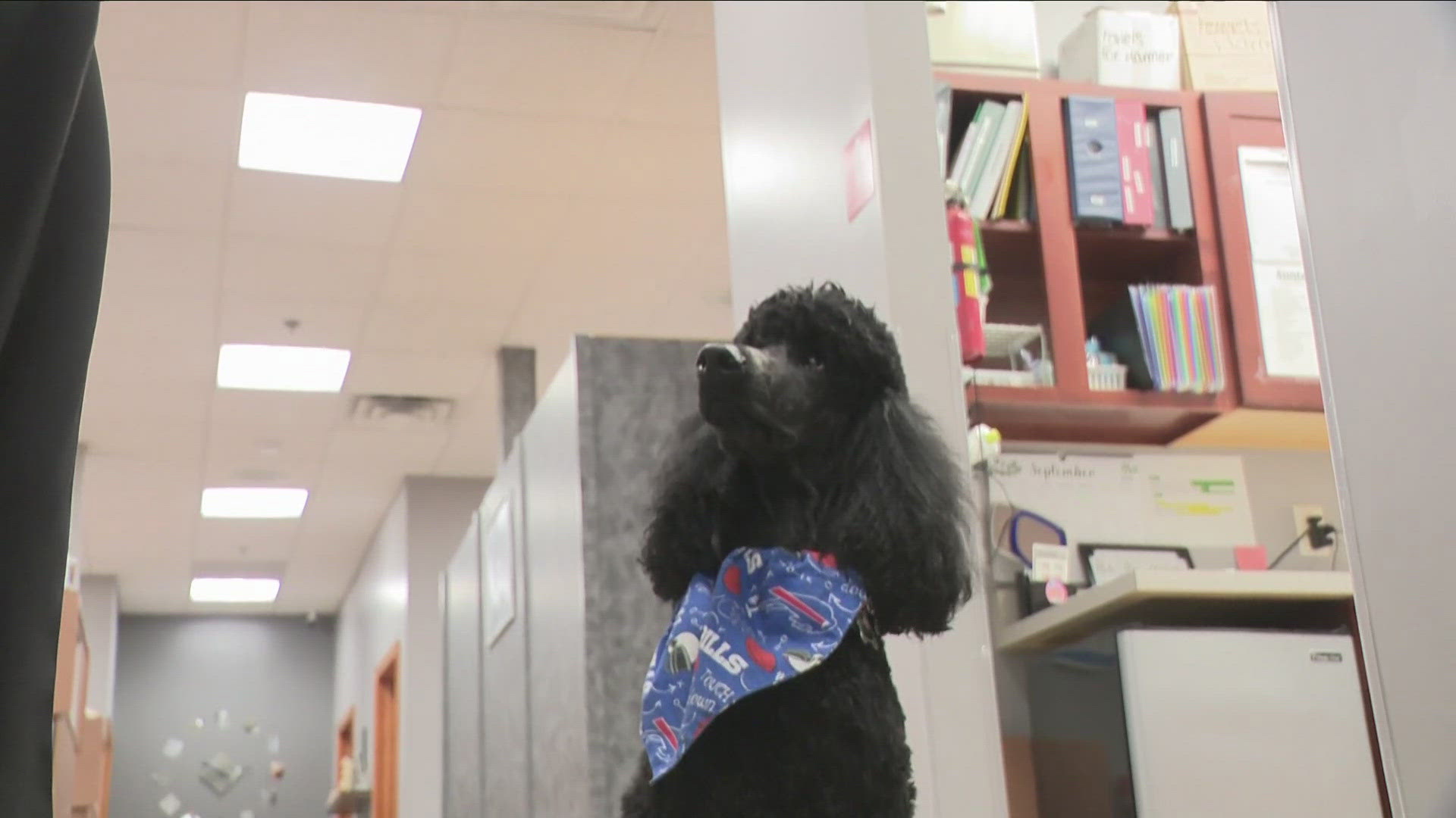 Most Buffalo: 'Khan the dentist dog'