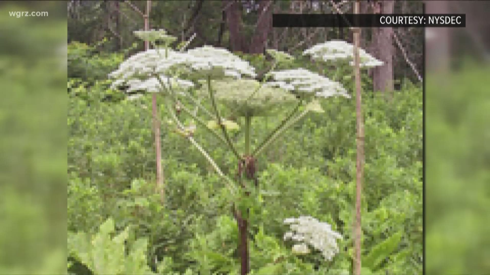 Giant Hogweed Is Widespread In WNY