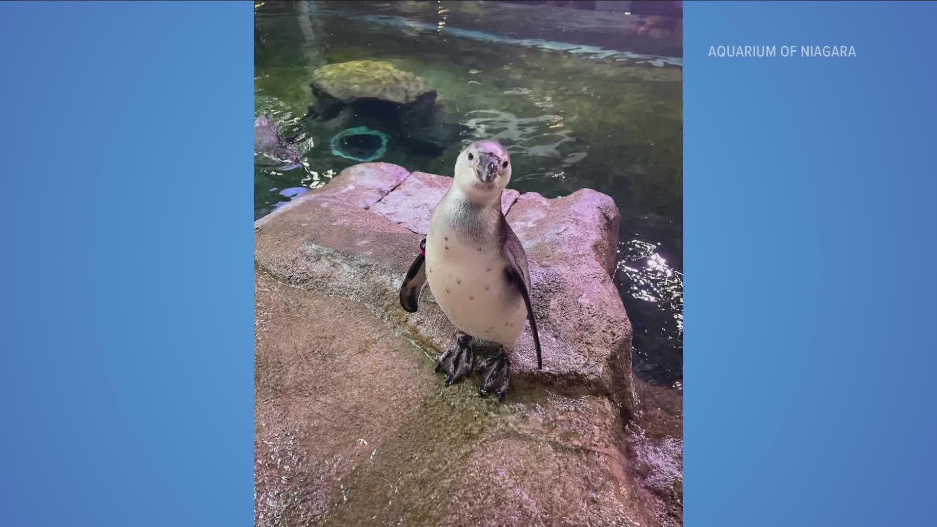 Aquarium of Niagara needs help naming penguin