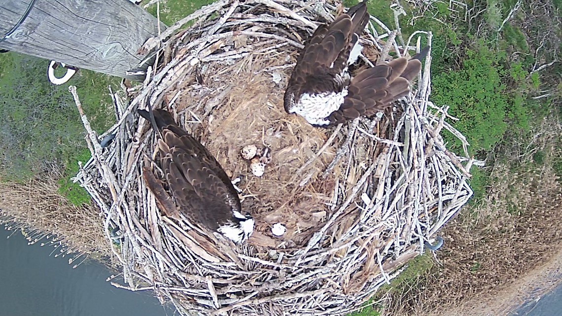 Tifft Nature Preserves Osprey Cam Is Back