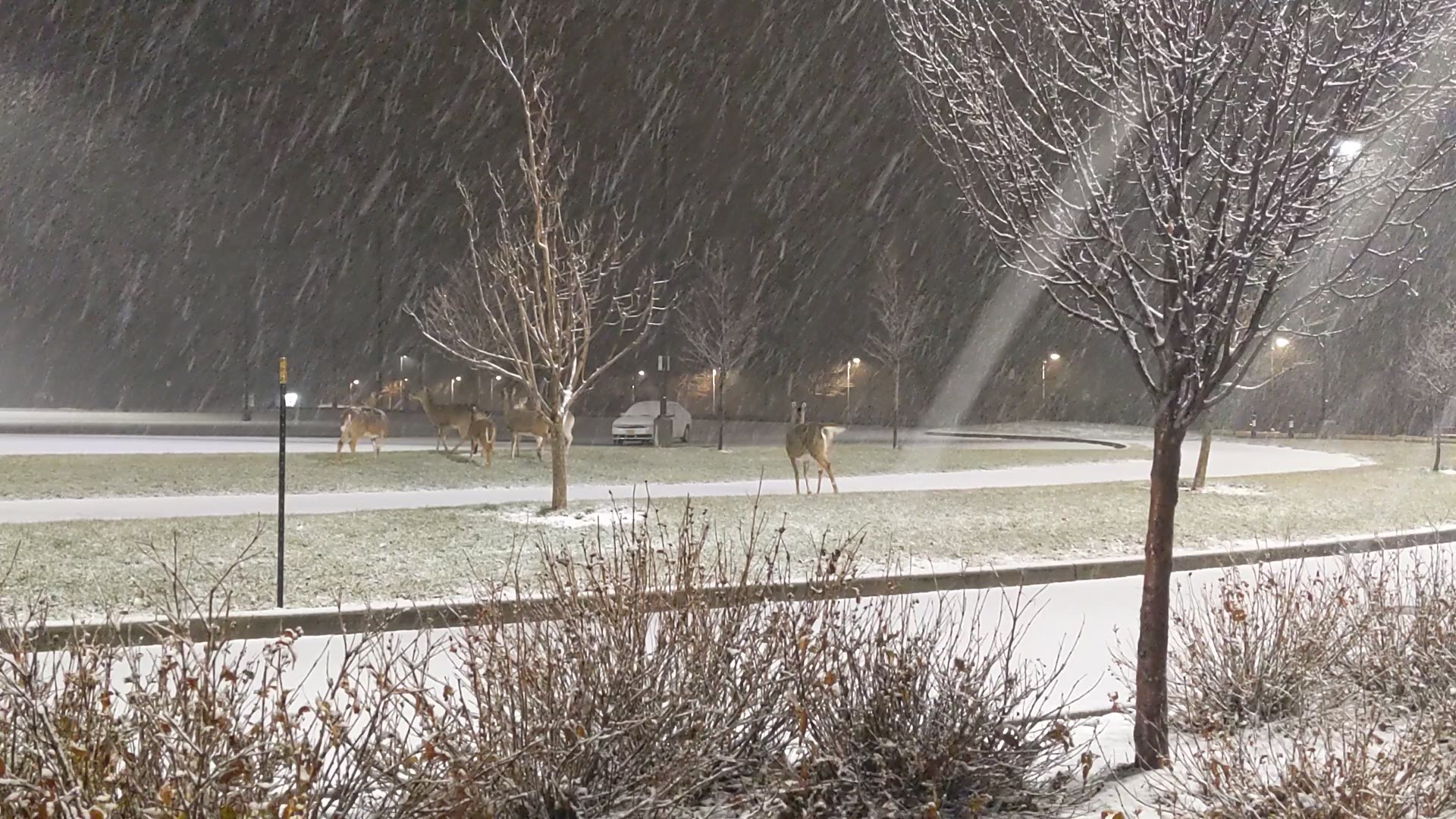 Deer at Buffalo Outer Harbor on Christmas Eve