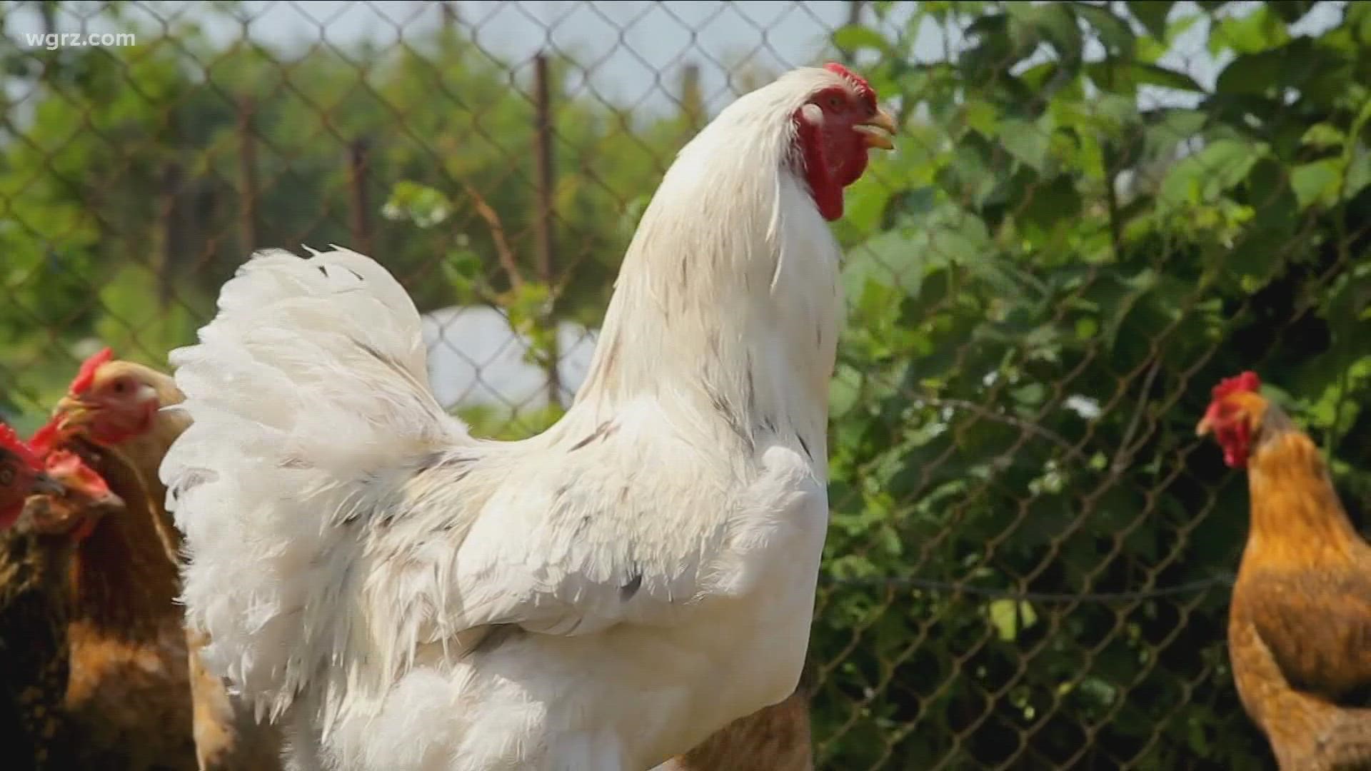 NYS Working To Halt Avian Flu Outbreak