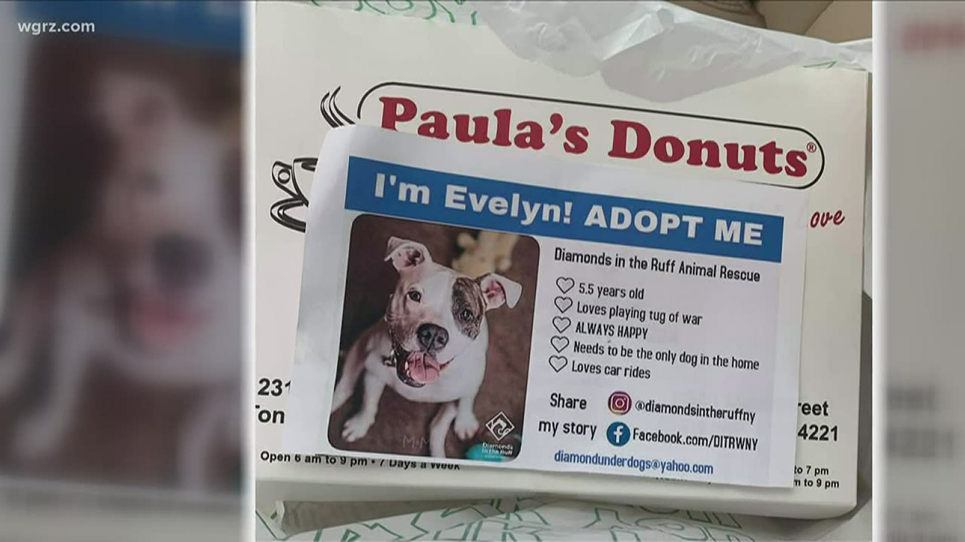 Animal rescue, Paula's Donuts attempt to find pets forever homes 