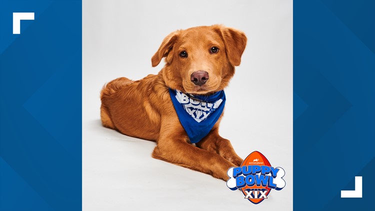 Josh Allenhound wins Puppy Bowl popularity contest