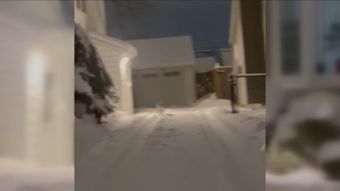 Residents report coyotes roaming the Town of Tonawanda; what to do if you see one - Vimarsana News