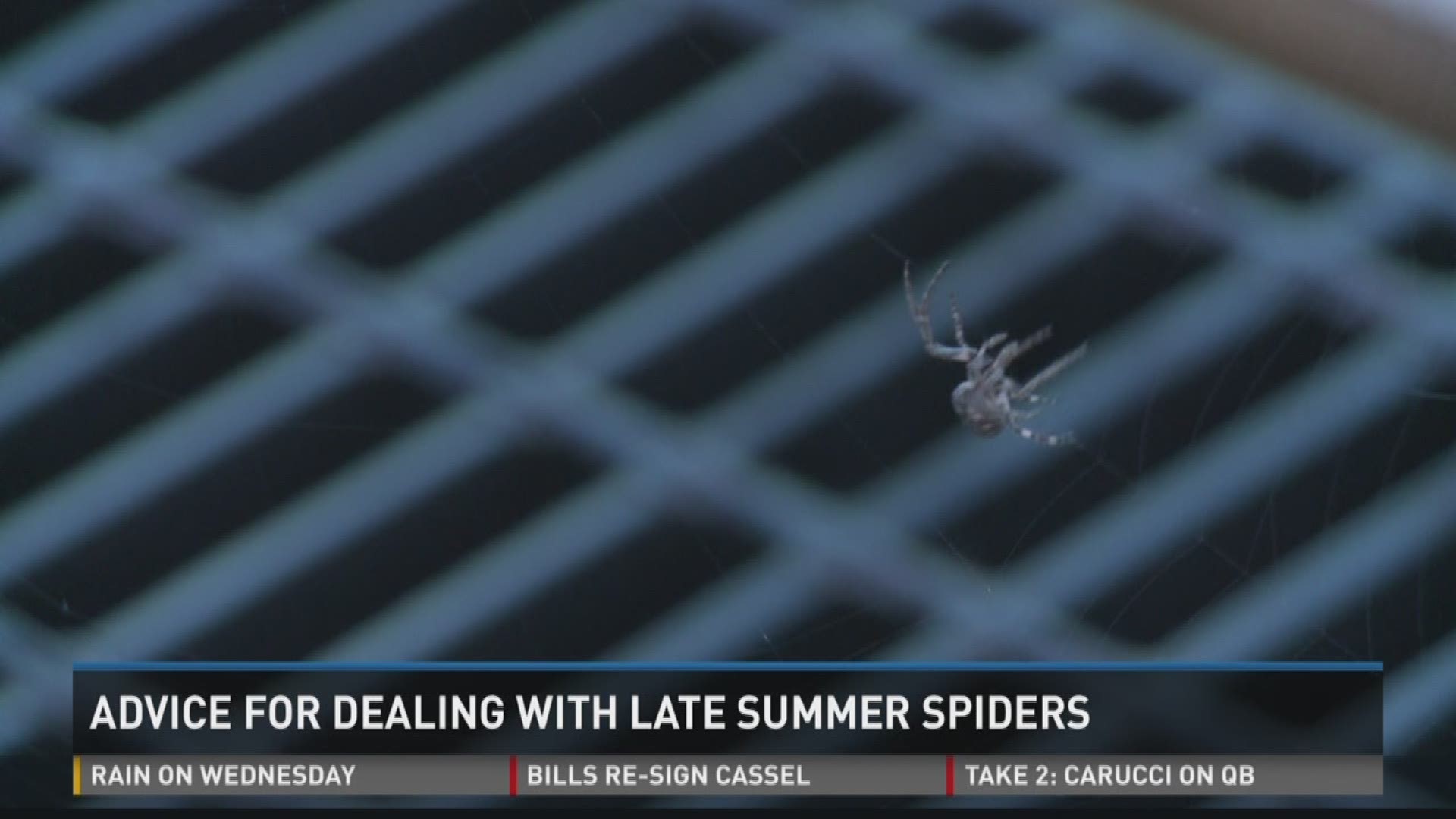 Advice for Dealing with Late Summer Spiders