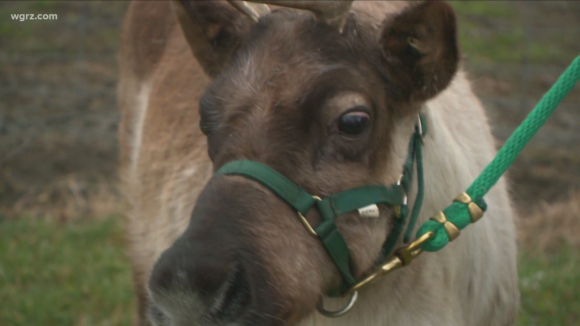 Reindeer farm in Hamburg