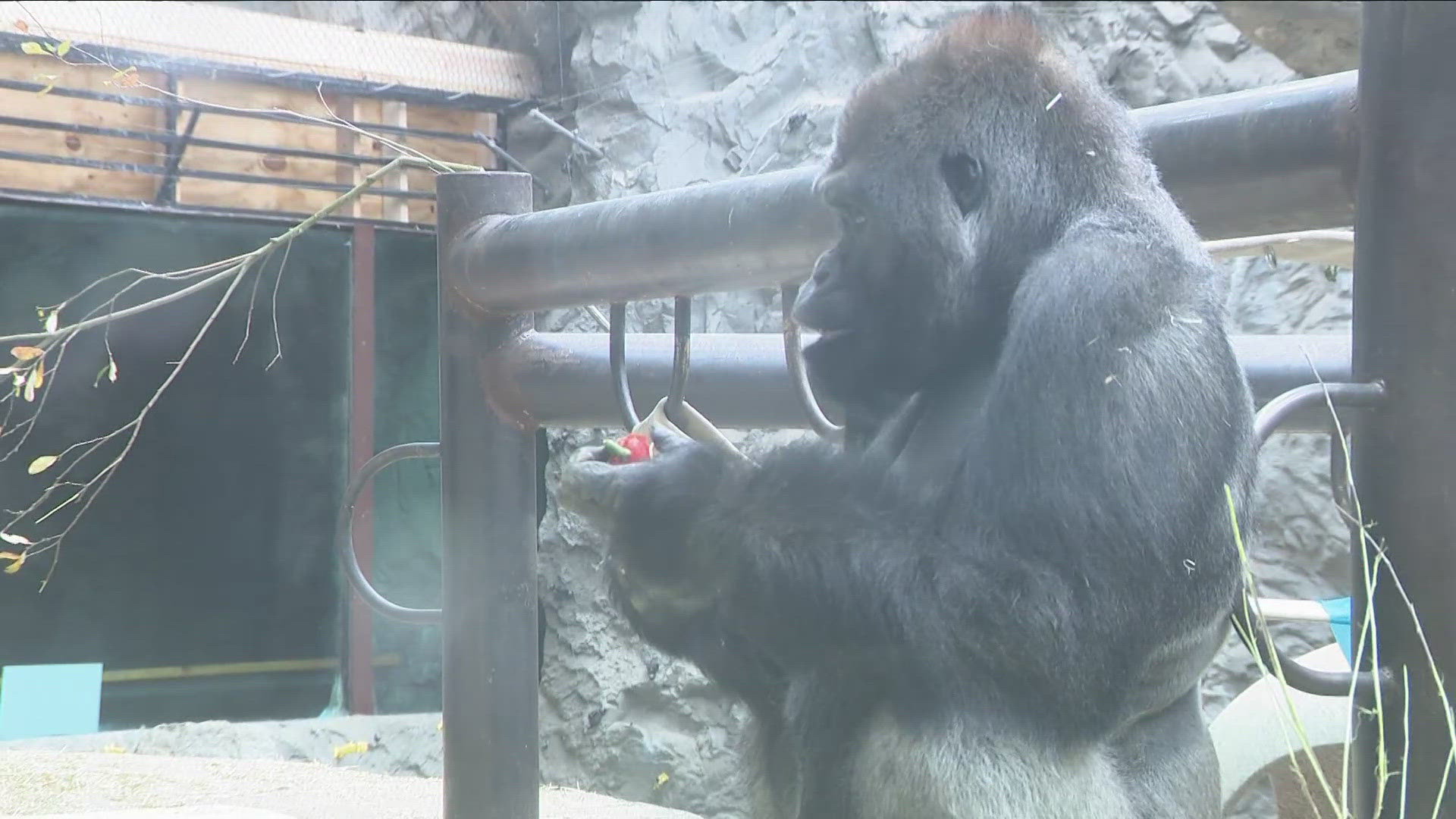 Buffalo Zoo introduces Babatunde the gorilla 