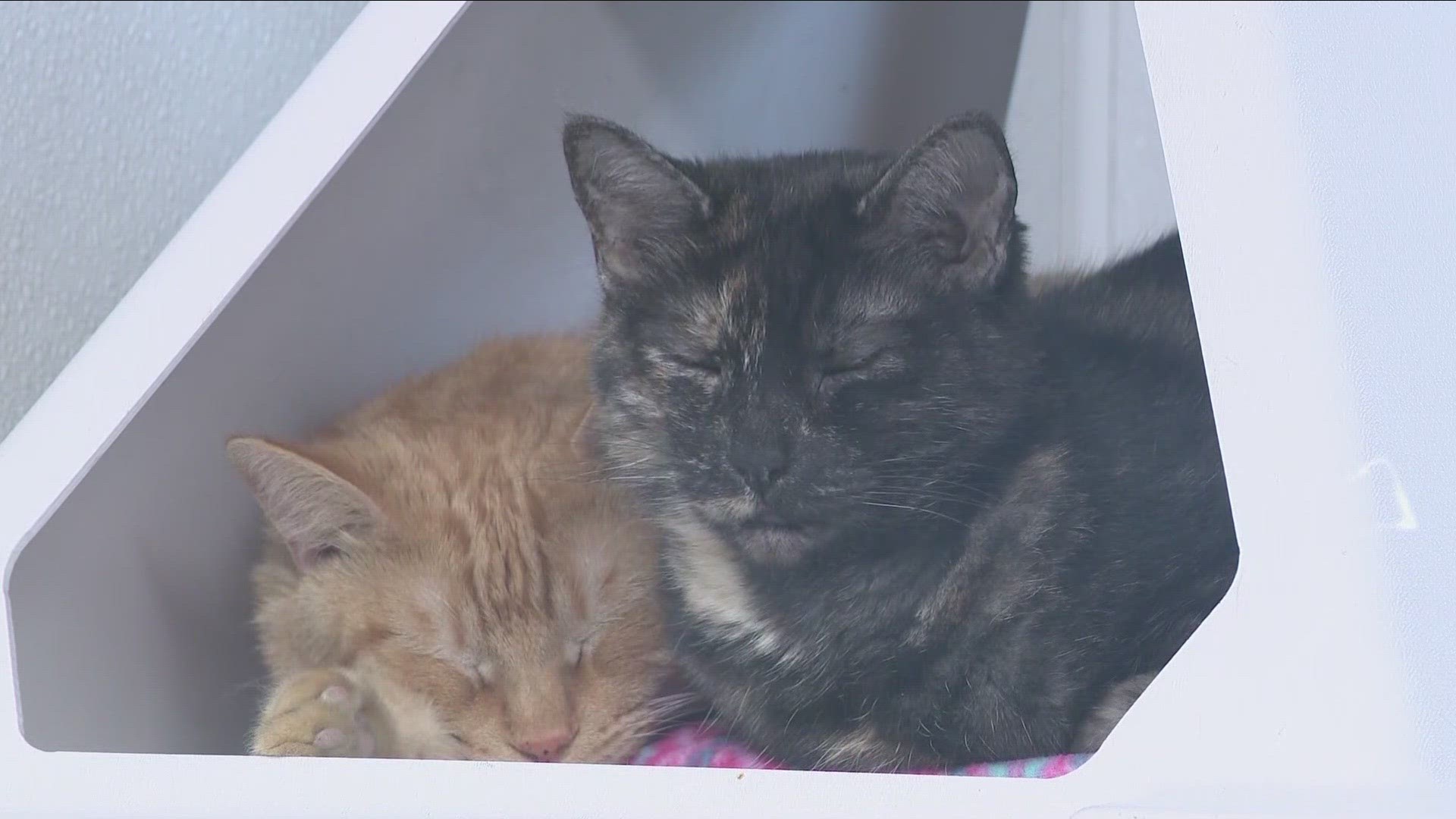 The SPCA Serving Erie County is looking for more people to help out as fosters for their rescue animals.