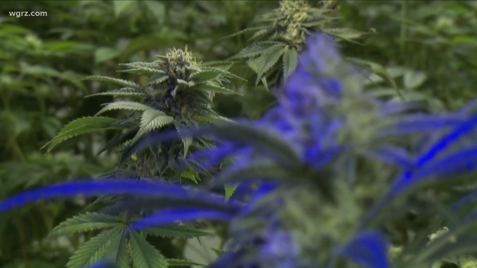 CEO of a company called Zephyr has been trying to bring a massive high-tech cannabis production and distribution campus to South Buffalo