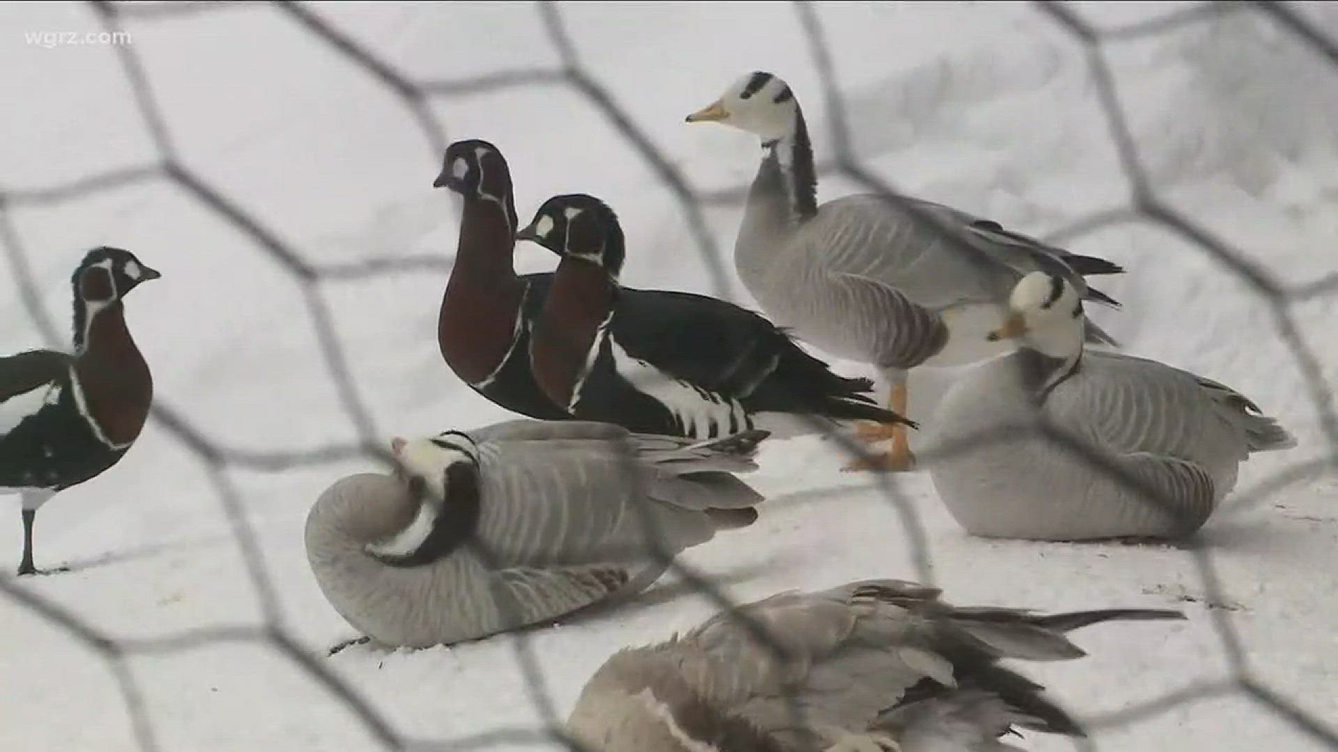 Snow Badly Damages Waterfowl Sanctuary