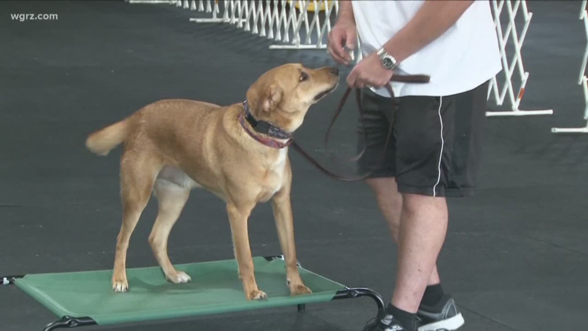 Pawsitive for Heroes Service dog training for veterans