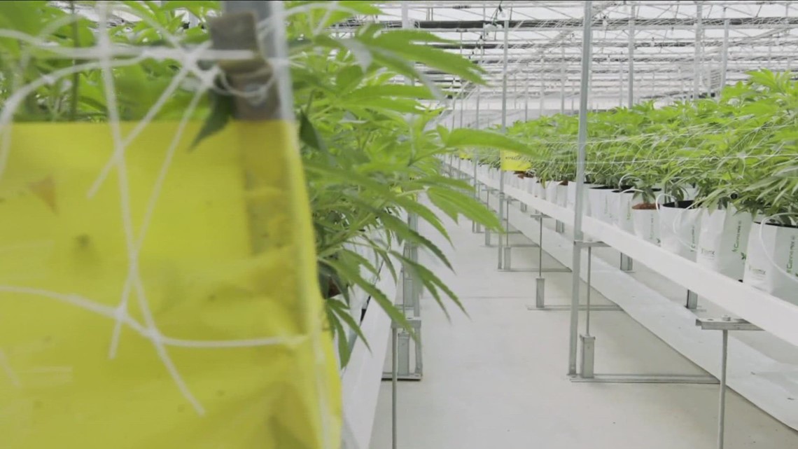 Retail cannabis questions, how application for conditional licenses could be informative for others - Vimarsana News