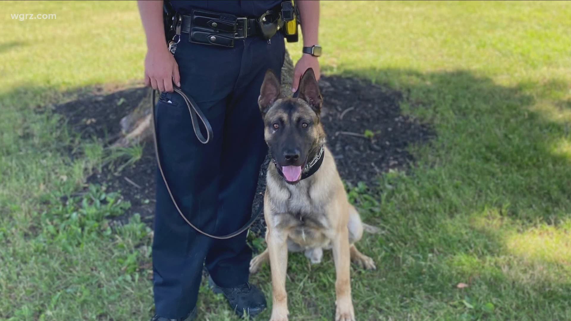 The department got more than 11 thousand dollars in generous donations to bring in Hank, who's going to work in drug detection and tracking.