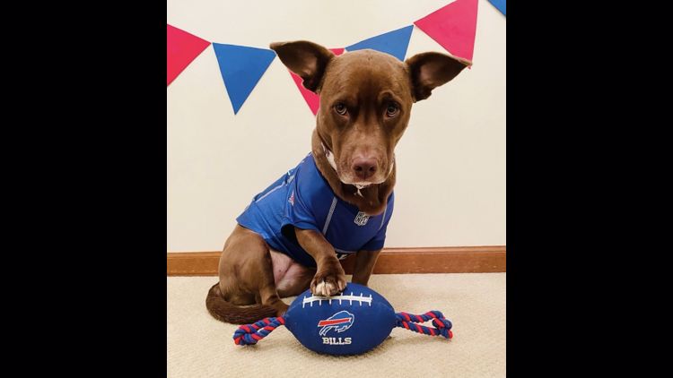 Buffalo Bills Football Dog Toy