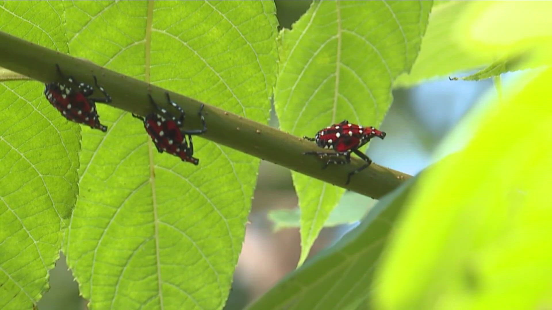 This highly invasive pest is destructive and feeds on dozens of important crops, such as grapevines, apple trees, and hops.