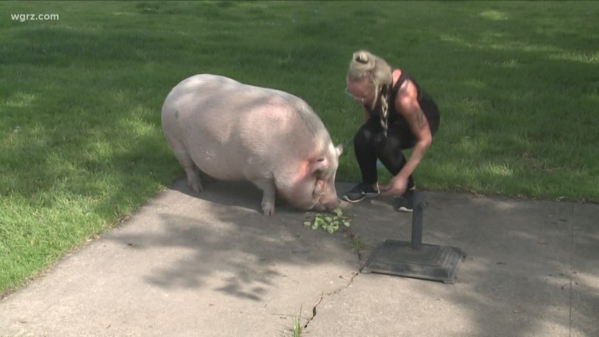 A couple in Amherst needed to request a special permit for their pet pig named "porkchop".