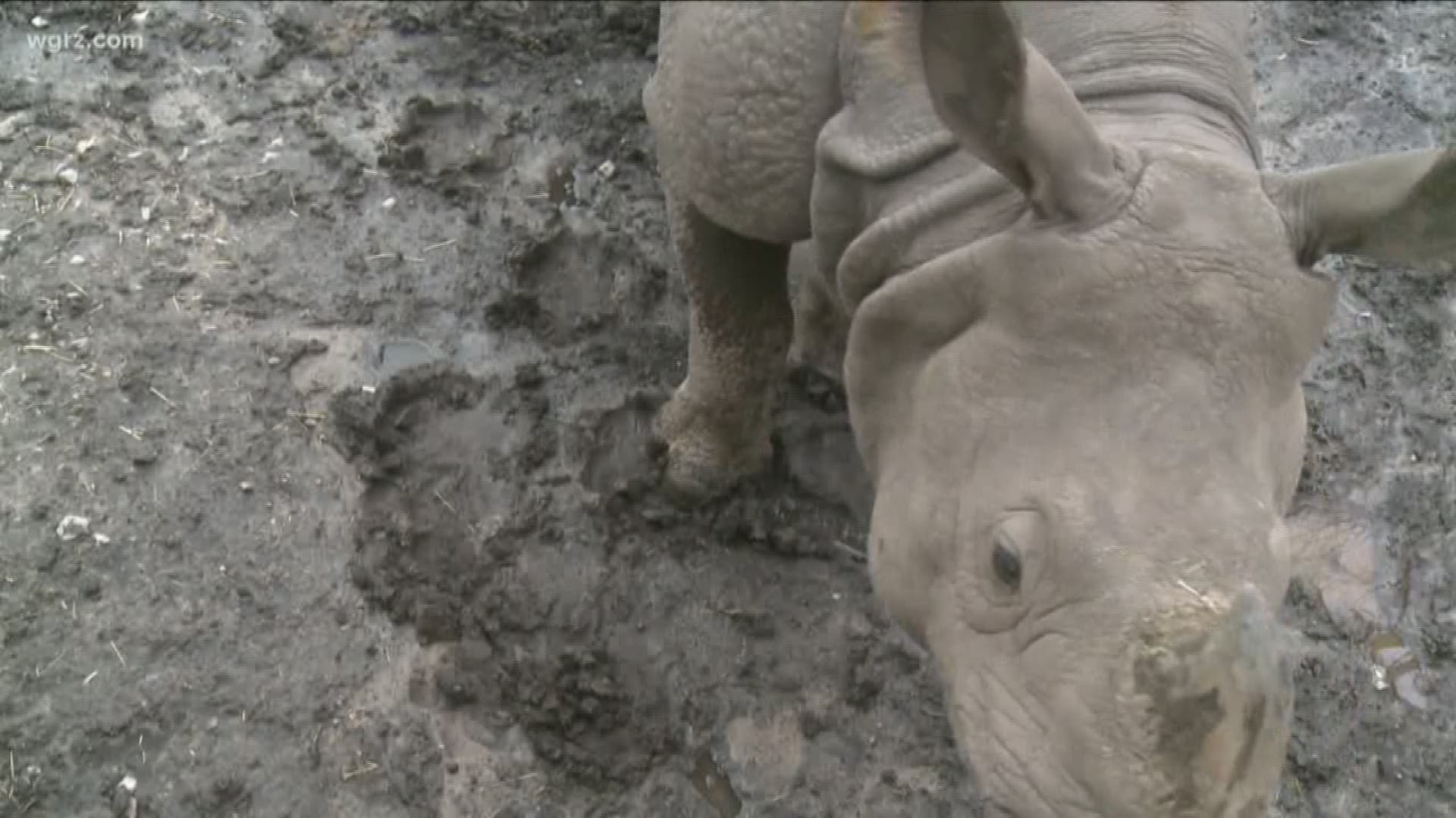 The Buffalo Zoo announced it has raised $13,500 to support and expand the Indonesian Rhino Sanctuary in Indonesia.