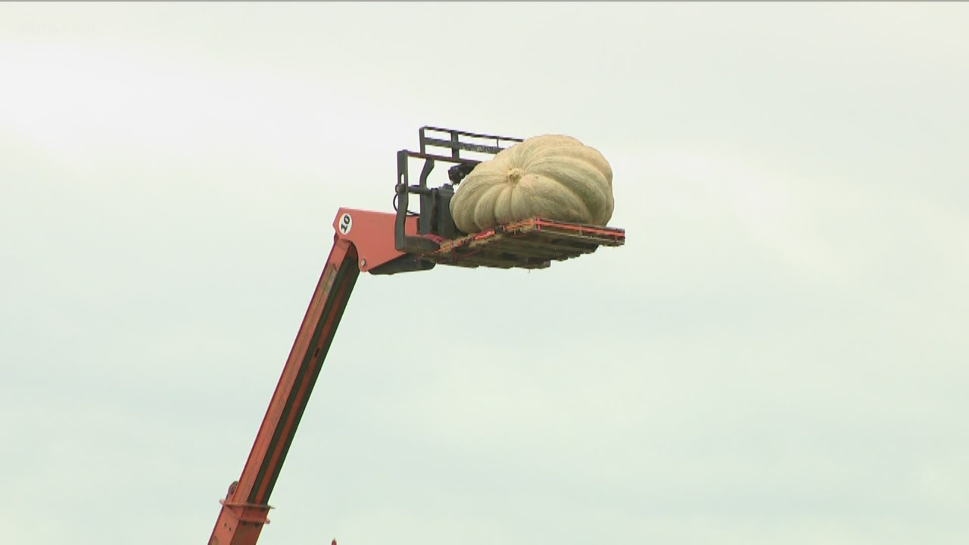 The annual pumpkin drop was held today at the Great Pumpkin Farm in Clarence and was once again a smashing success.