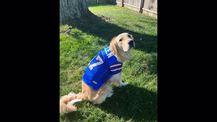 brady dog jersey