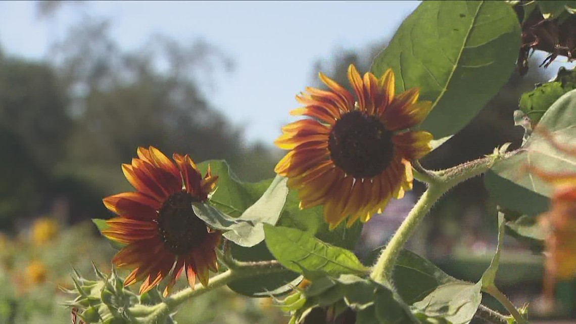 Sunflowers of Sanborn will have new hours for its sixth season